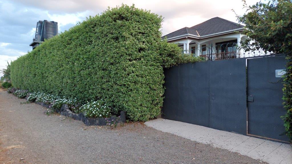 Nature Walks at Kili House